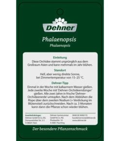 Schmetterlingsorchidee - Phalaenopsis Cultivars 'Umbrella', Verschiedene Sorten -Compo Verkaufsgeschäft PremiumPhalaenopsis Phala 04052016 2