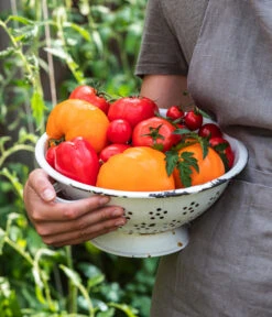 Tomate 'Garance' -Compo Verkaufsgeschäft WE MO 001 Ernte Tomate 05