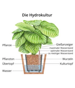 Afrikanische Feige - Ficus Cyathistipula, Hydrokultur -Compo Verkaufsgeschäft WE MO Hydrokultur Hydropflanze Grafik 7