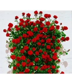 Kletterrosen -Compo Verkaufsgeschäft X007937915 BildFS 001 KletterroseSantanaSantana