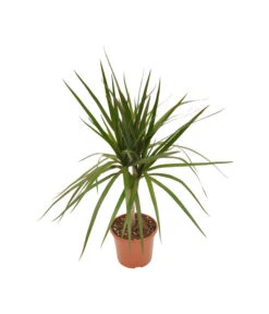 Zimmerpflanzen-Set Drachenhöhle, 4-teilig -Compo Verkaufsgeschäft X008221137 BildFS 001 DrachenbaumSortenmixDracaenaMix