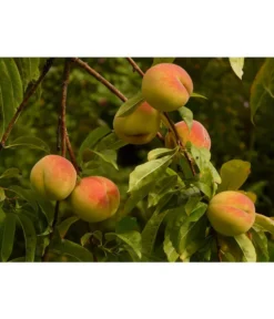 Pfirsich-Aprikose 'Pfirsicose®'